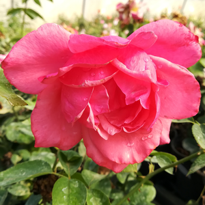 Delikatnie różowy, druga strona płatków ciemniejsza  - róża wielkokwiatowa - Hybrid Tea